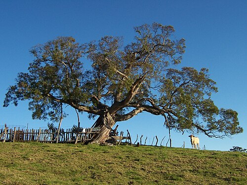 Acacia heterophylla: Réunion mountain tamarin ( Acacia heterophylla ) – Old tree in the meadows of la Plaine des Cafres