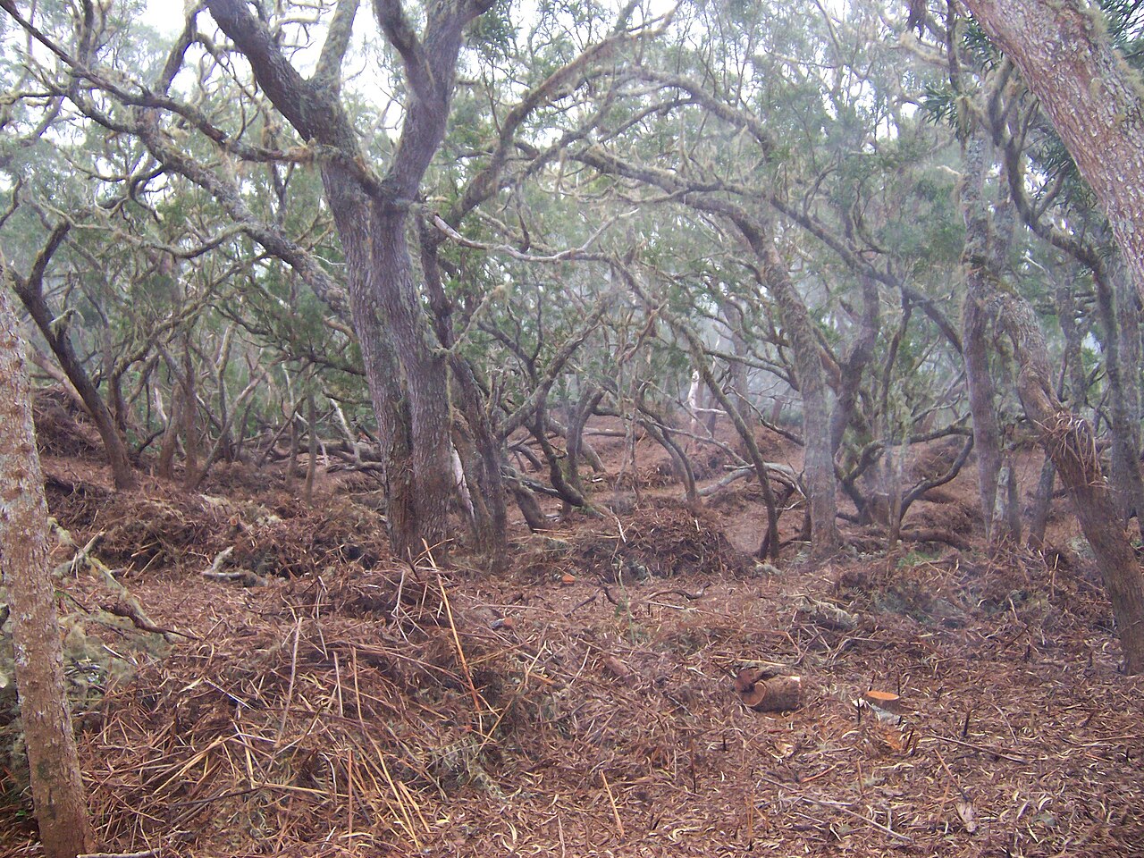 Acacia heterophylla: Grounds under Acacia heterophylla old standings in Hauts-sous-le-Vent forest, on Réunion island, prepared before harvesting for getting natural regeneration