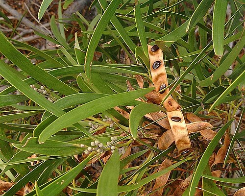 Acacia heterophylla: Acacia heterophylla