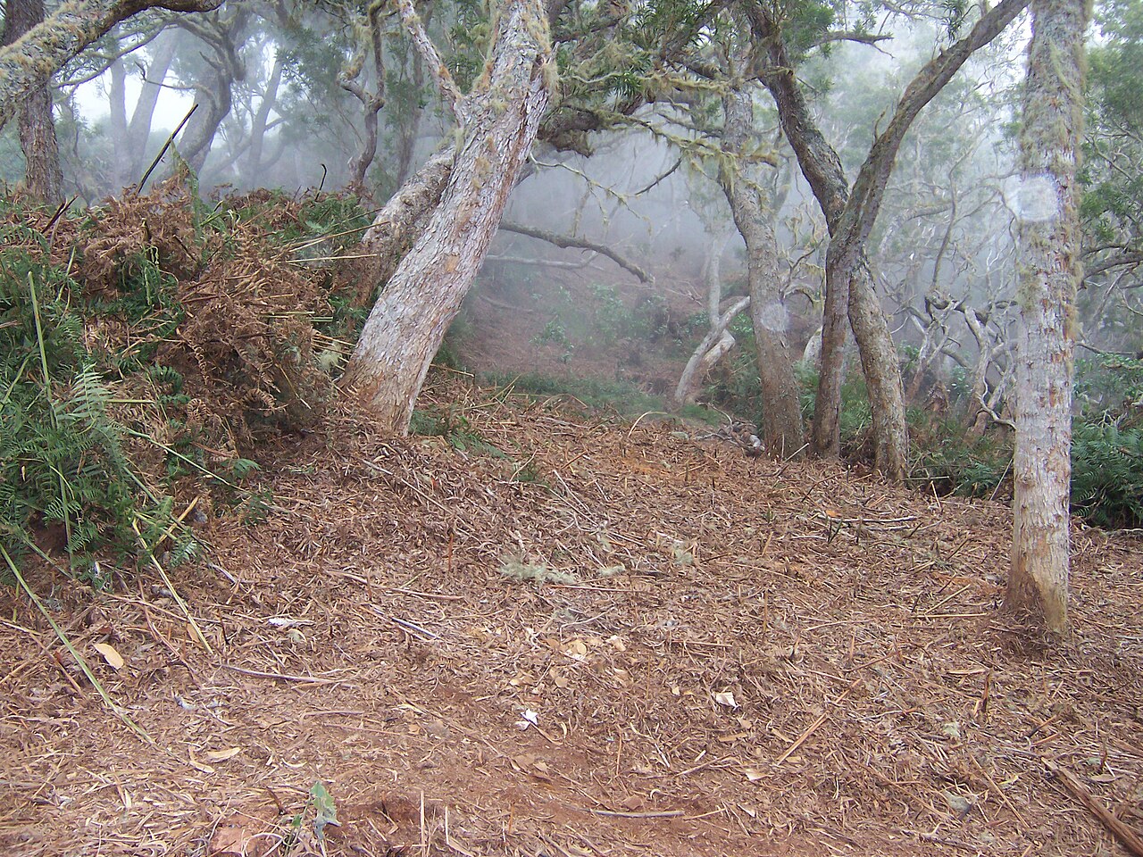 Acacia heterophylla: Grounds under Acacia heterophylla old standings in Hauts-sous-le-Vent forest, on Réunion island, prepared before harvesting for getting natural regeneration
