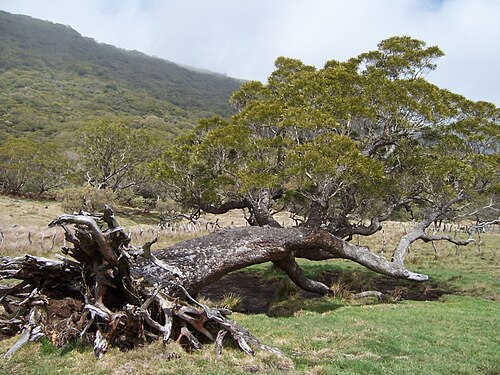 Acacia heterophylla: Acacia heterophylla wind-felled but alive in Fond de la Rivière de l'Est Photo: B.navez - SEPT 2004 - Réunion island