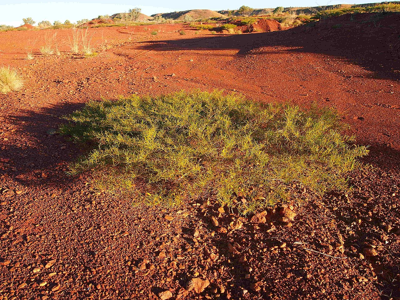 Hill's tabletop wattle: Acacia hilliana