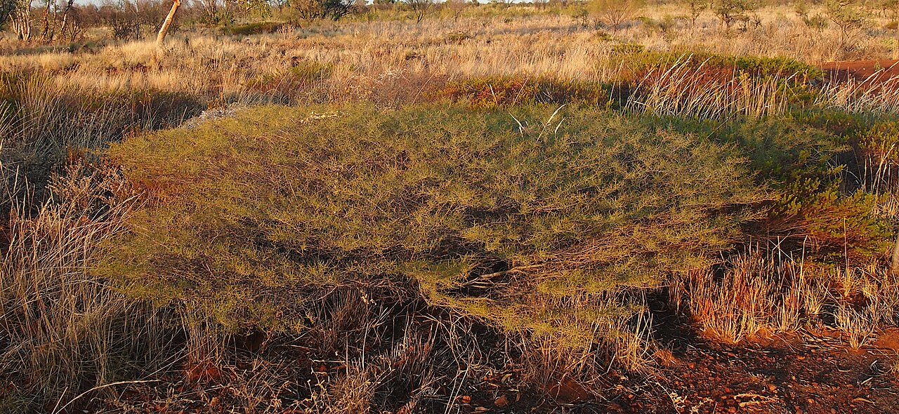 Hill's tabletop wattle: Acacia hilliana habit