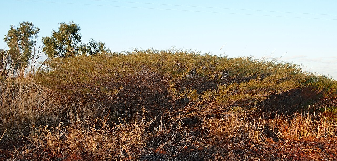 Hill's tabletop wattle: Acacia hilliana