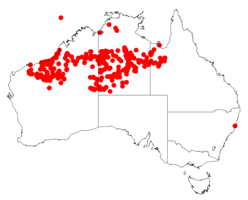 Hill's tabletop wattle: Acacia hilliana occurrence data from Australasian Virtual Herbarium downloaded from https://doi.org/10.26197/5c06138894b on December 8 2018
