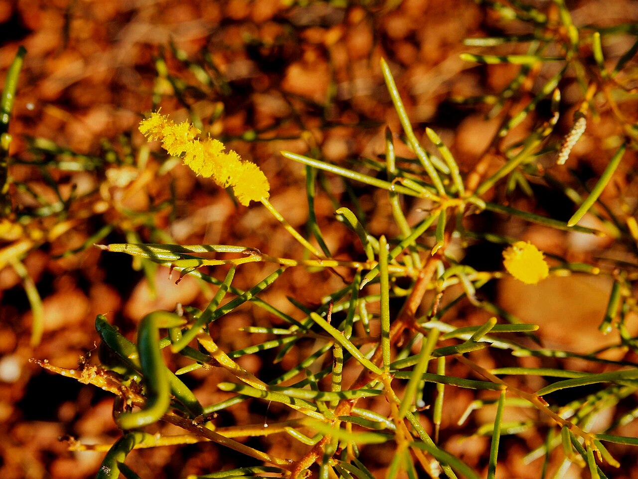 Hill's tabletop wattle: Acacia hilliana flowers
