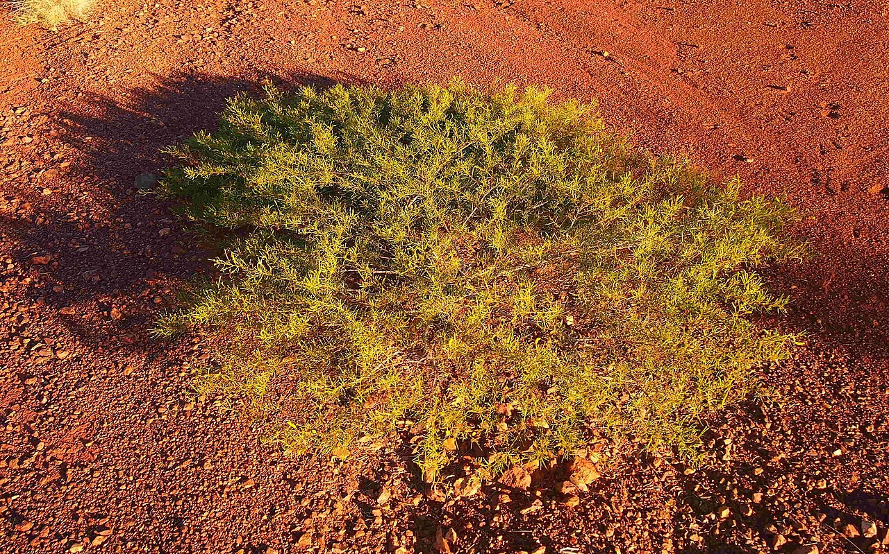 Hill's tabletop wattle: Acacia hilliana