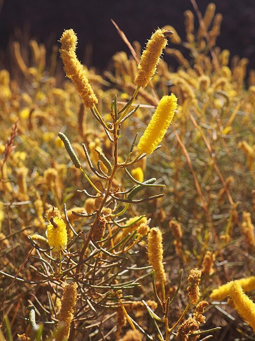 Hill's tabletop wattle: Acacia hilliana in the eastern Pilbara