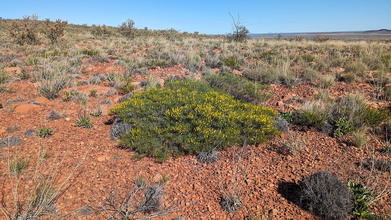 Hill's tabletop wattle: Acacia hilliana, in flower. Newhaven Wildlife Sanctuary, NT