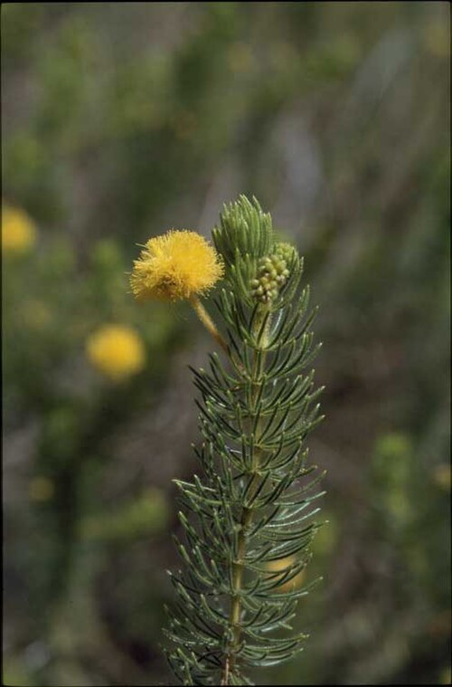 Acacia hippuroides: Acacia hippuroides about 1 km along barred Creek track from Cape Bertholet road, Western Australia