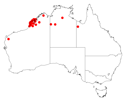 Acacia hippuroides: Acacia hippuroides occurrence data from Australasian Virtual Herbarium downloaded from https://doi.org/10.26197/5c06138894b on December 8 2018