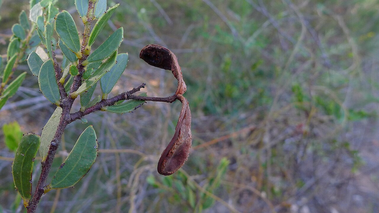 Acacia hispidula: Rough Hairy Wattle, Acacia hispidula , seed pod. Heathcote National Park, NSW Australia, May 2013.