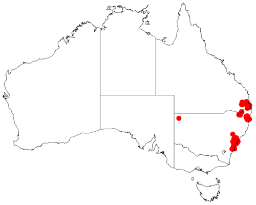Acacia hispidula: Acacia hispidula occurrence data from Australasian Virtual Herbarium downloaded from https://doi.org/10.26197/5c06138894b on December 8 2018