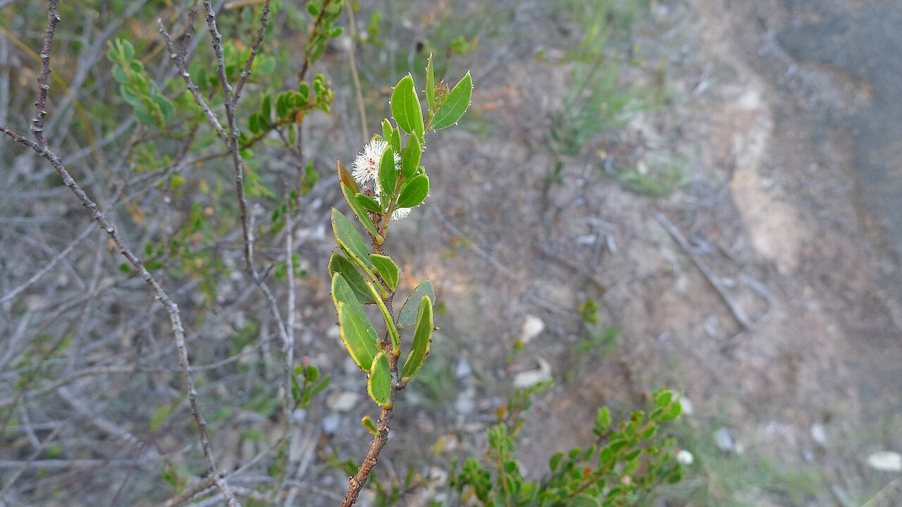 Acacia hispidula: Rough Hairy Wattle, Acacia hispidula . Heathcote National Park, NSW Australia, May 2013.