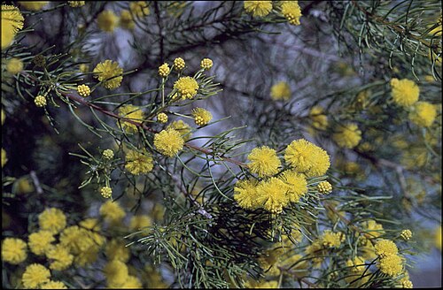 Acacia hockingsii: Acacia hockingsii in the Australian Botanic Garden Mount Annan