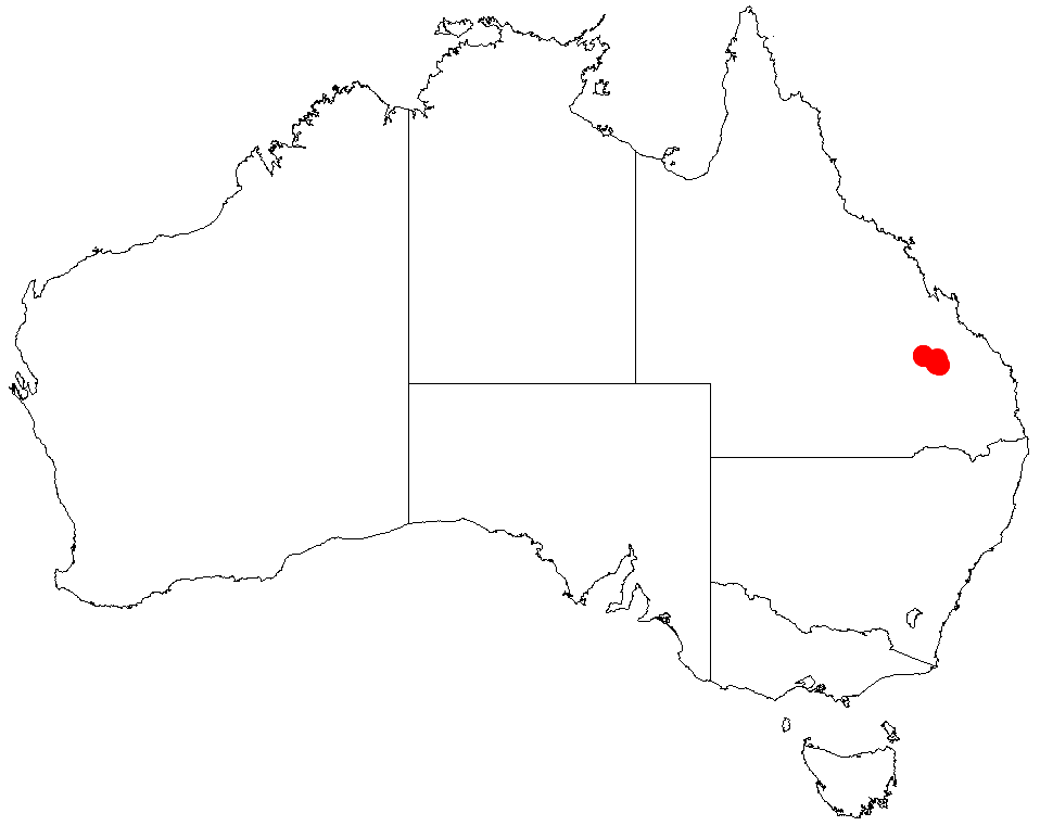 Acacia hockingsii: Acacia hockingsii occurrence data from Australasian Virtual Herbarium downloaded from https://doi.org/10.26197/5c06138894b on December 8 2018