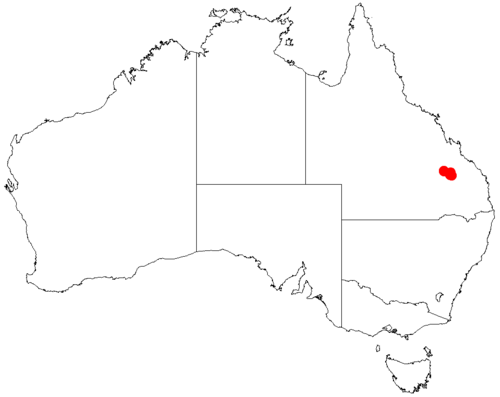 Acacia hockingsii: Acacia hockingsii occurrence data from Australasian Virtual Herbarium downloaded from https://doi.org/10.26197/5c06138894b on December 8 2018