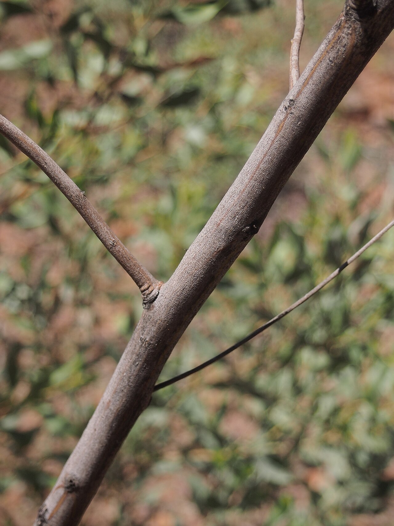 Candelabra wattle: Acacia holosericea branch