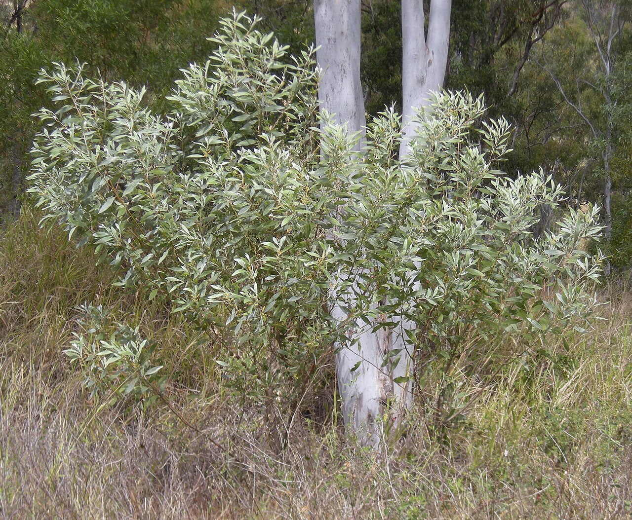 Candelabra wattle: Acacia holosericea shrub, Mount Archer National Park, Rockhampton