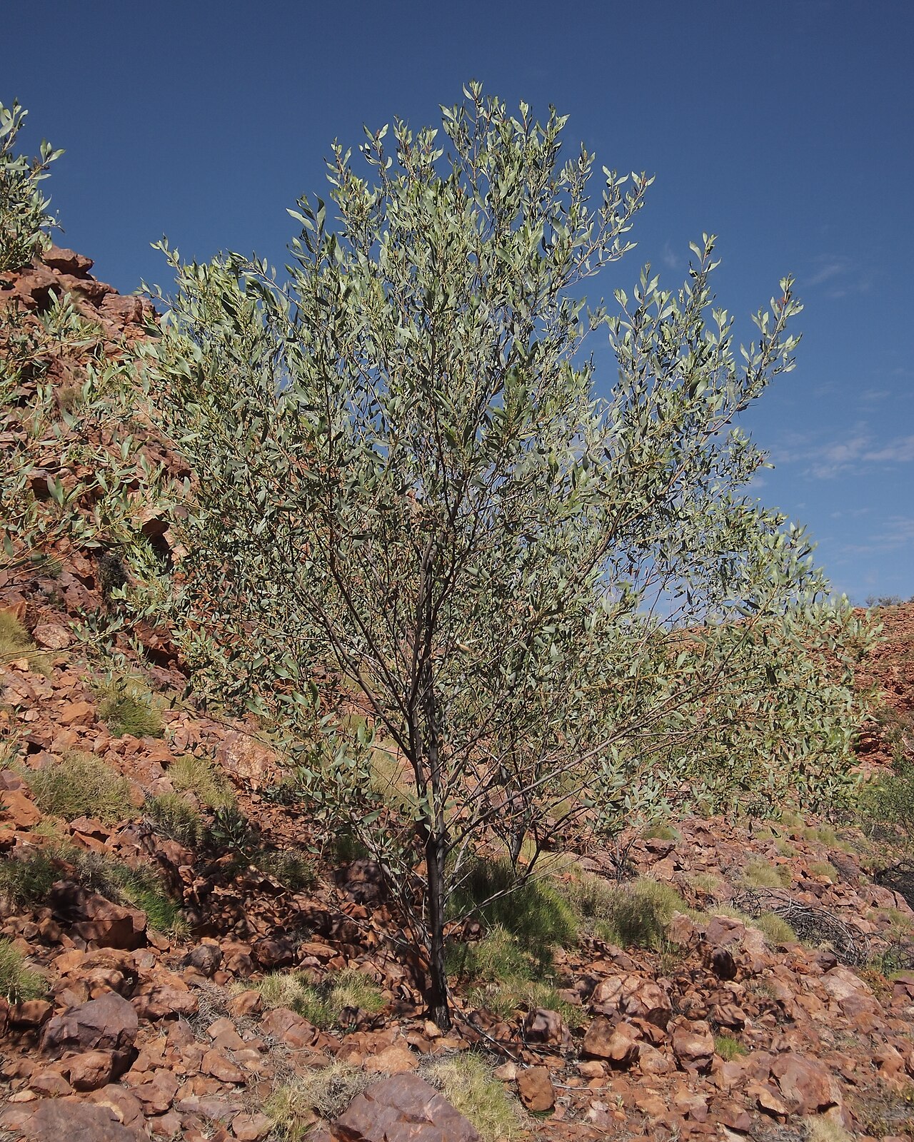 Candelabra wattle: Acacia holosericea