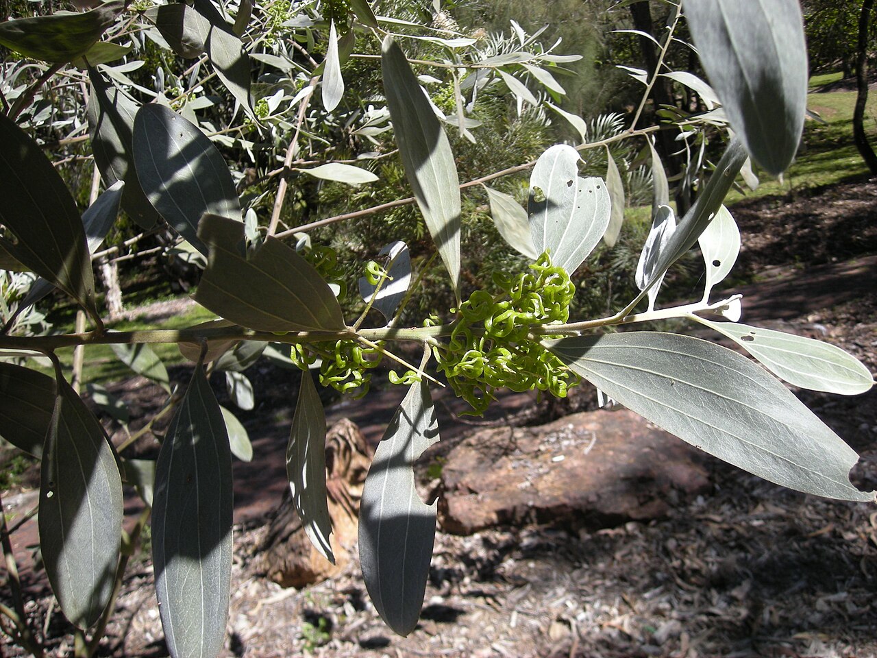 Candelabra wattle: Acacia holosericea foliage and immature_pods