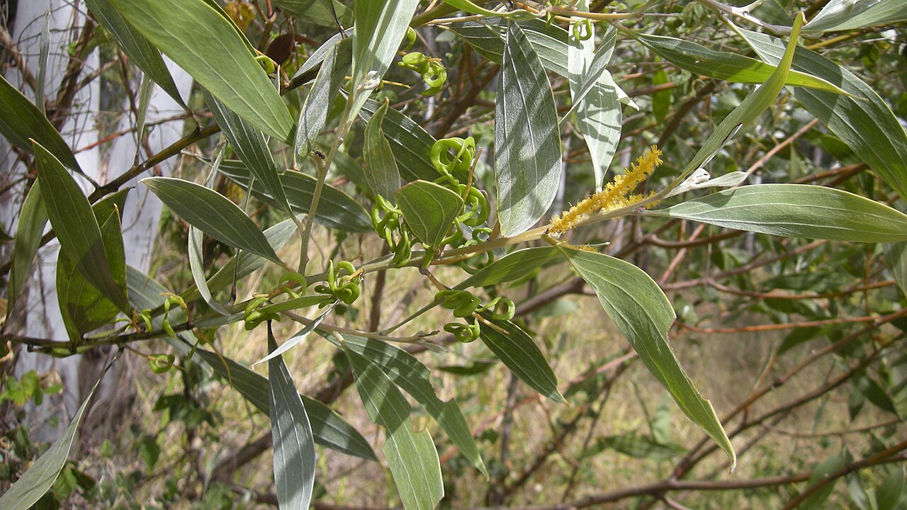 Candelabra wattle: Acacia holosericea flowers, foliage and pods, Mount Archer National Park, Rockhampton