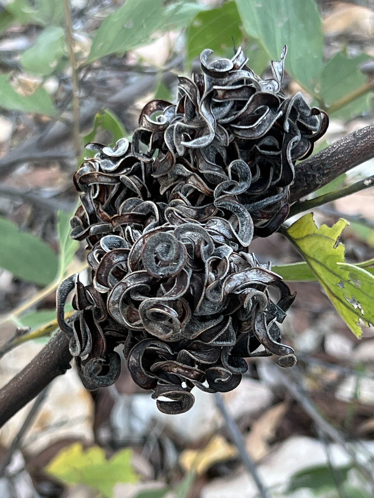 Candelabra wattle: Acacia holosericea pods