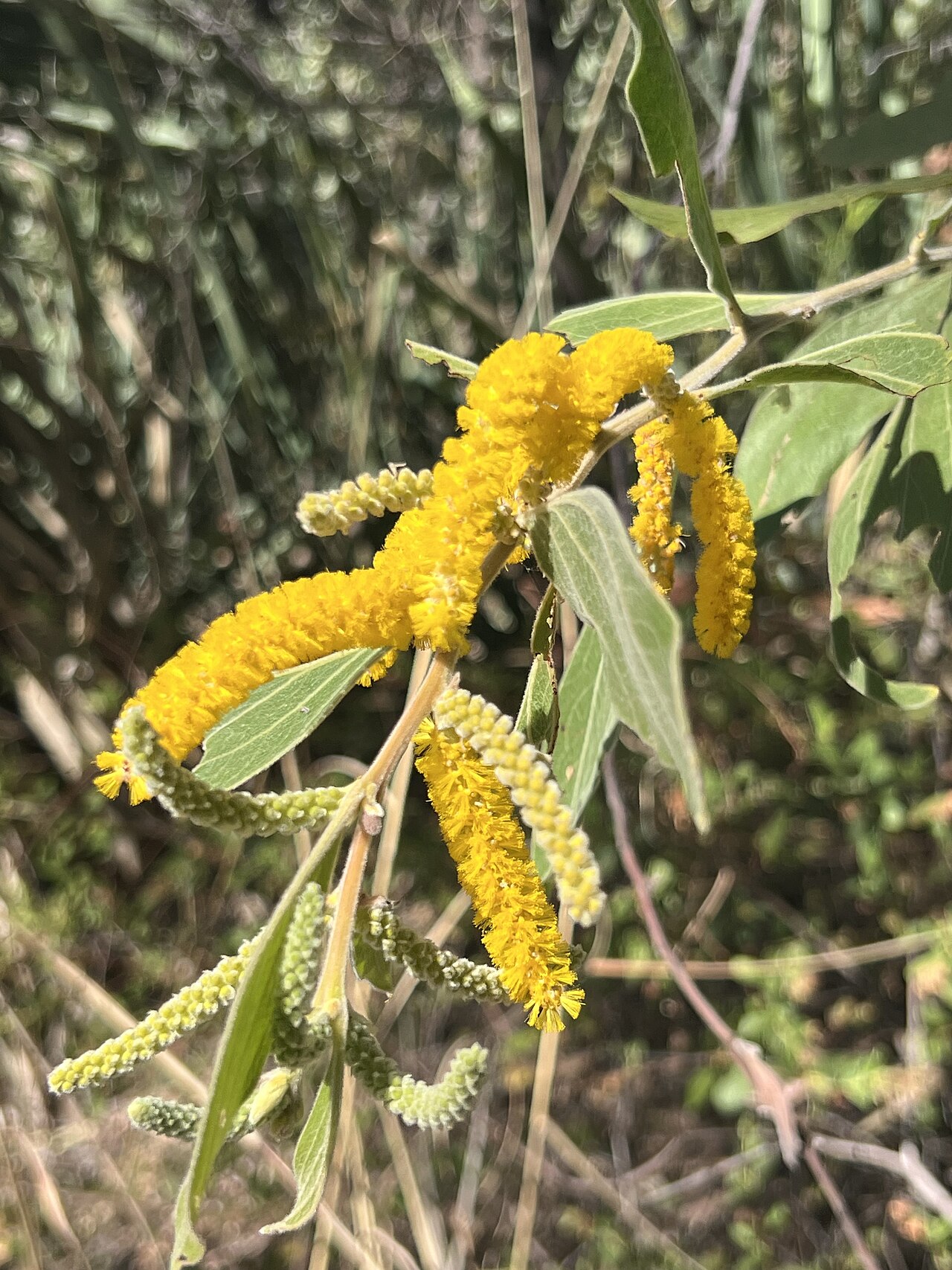 Candelabra wattle: Acacia holosericea growing in Emma Gorge