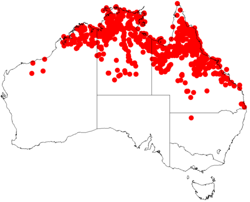 Candelabra wattle: Acacia holosericea occurrence data from Australasian Virtual Herbarium downloaded from https://doi.org/10.26197/5c06138894b on December 8 2018