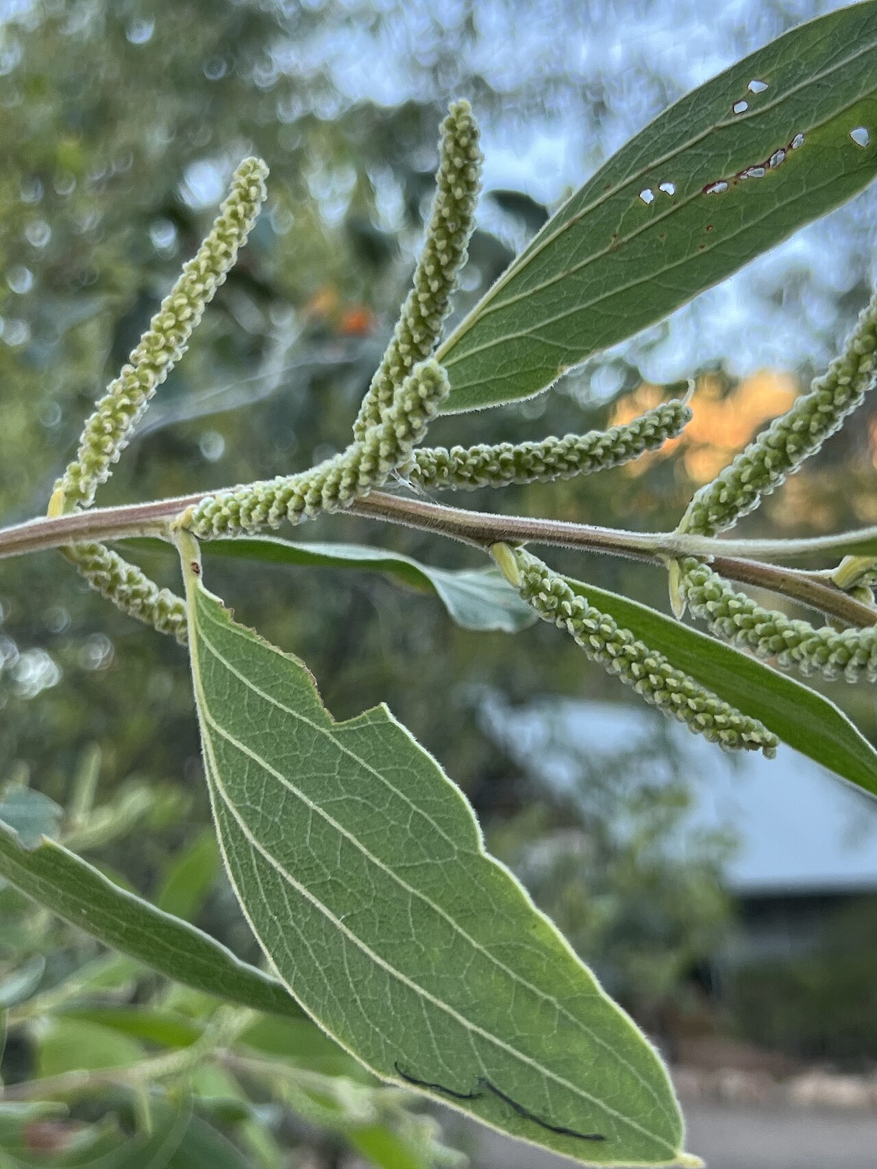 Candelabra wattle: Acacia holosericea foliage and buds
