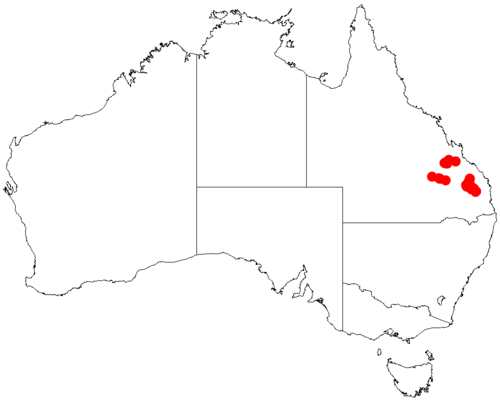 Acacia holotricha: Acacia holotricha occurrence data from Australasian Virtual Herbarium downloaded from https://doi.org/10.26197/5c06138894b on December 8 2018
