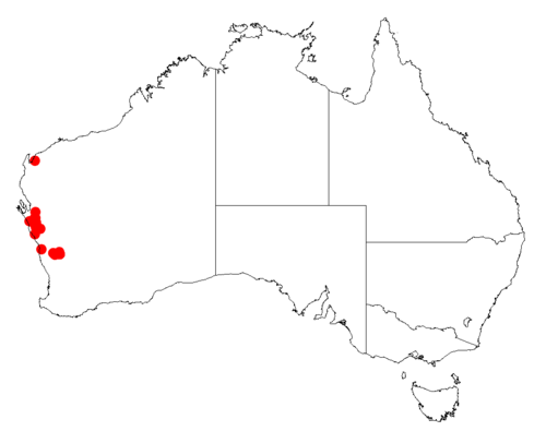 Acacia hopperiana: Acacia hopperiana occurrence data from Australasian Virtual Herbarium downloaded from https://doi.org/10.26197/5c06138894b on December 8 2018