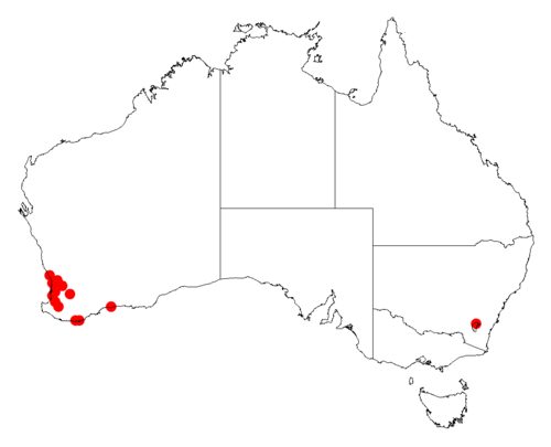 Acacia horridula: Acacia horridula occurrence data from Australasian Virtual Herbarium downloaded from https://doi.org/10.26197/5c06138894b on December 8 2018
