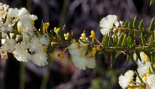 Acacia horridula: Acacia horridula