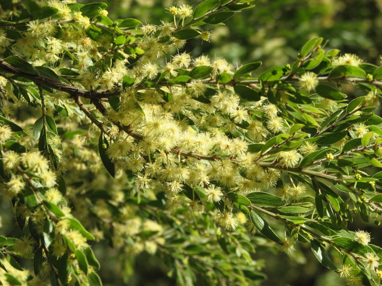 Sticky wattle: Acacia howittii (cultivated, labelled), Maranoa Gardens, Balwyn, Victoria, Australia