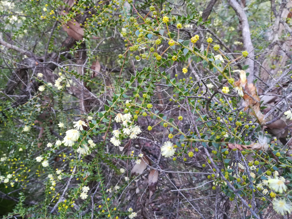 Acacia hubbardiana (Acacia hubbardiana)