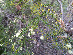 Acacia hubbardiana (Acacia hubbardiana)