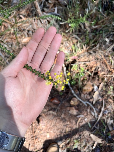 Acacia hubbardiana (Acacia hubbardiana)