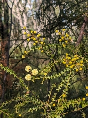 Acacia hubbardiana (Acacia hubbardiana)