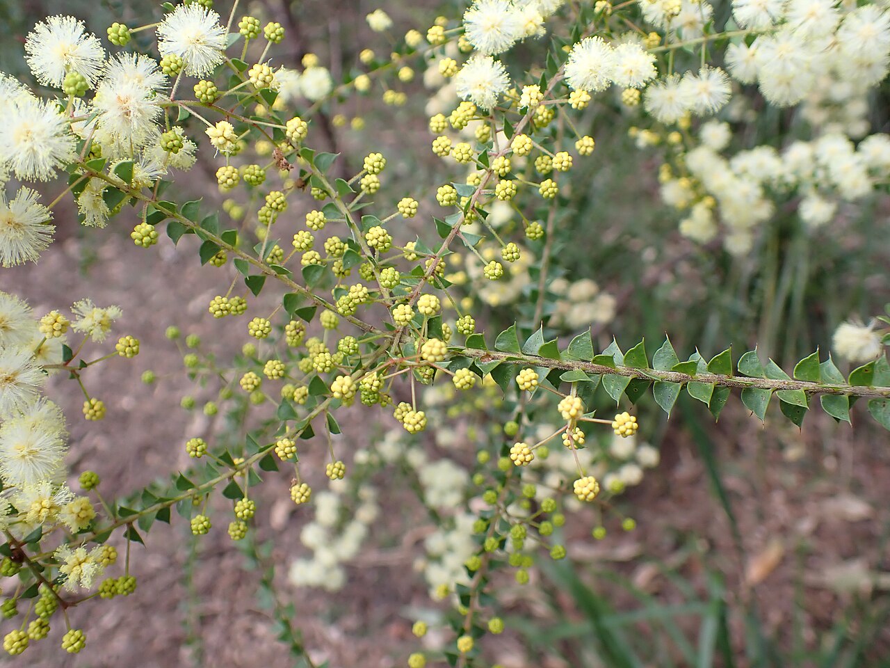Acacia hubbardiana: Acacia hubbardiana in Maroochy Bushland Botanical Gardens