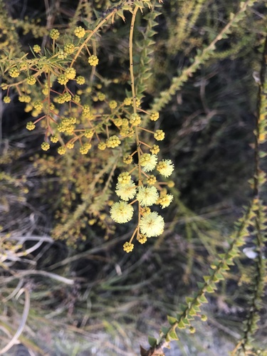 Acacia hubbardiana (Acacia hubbardiana)