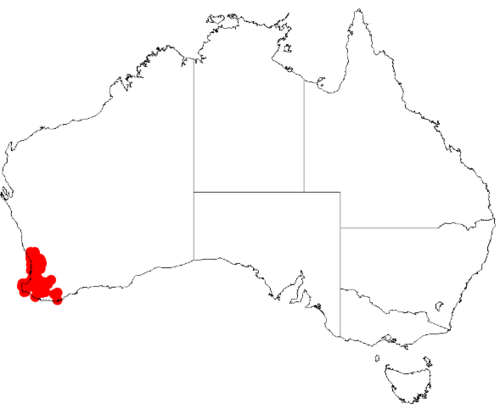 Acacia huegelii: Acacia huegeli Occurrence data from Australasia Virtual Herbarium downloaded from https://doi.org/10.26197/5c0b1388984eb on 8 December 2018