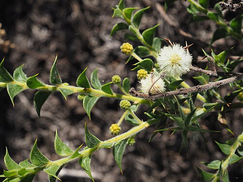 Acacia huegelii: Acacia huegelii near Gingin