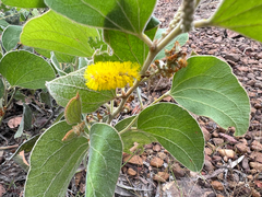 Acacia humifusa (Acacia humifusa)