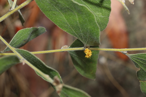 Acacia humifusa (Acacia humifusa)