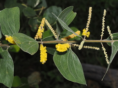 Acacia humifusa (Acacia humifusa)