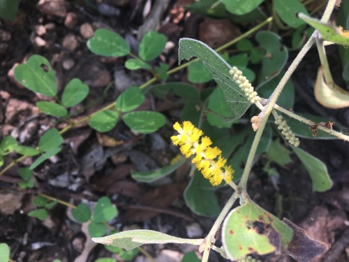 Acacia humifusa (Acacia humifusa)