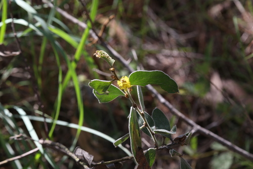 Acacia humifusa (Acacia humifusa)