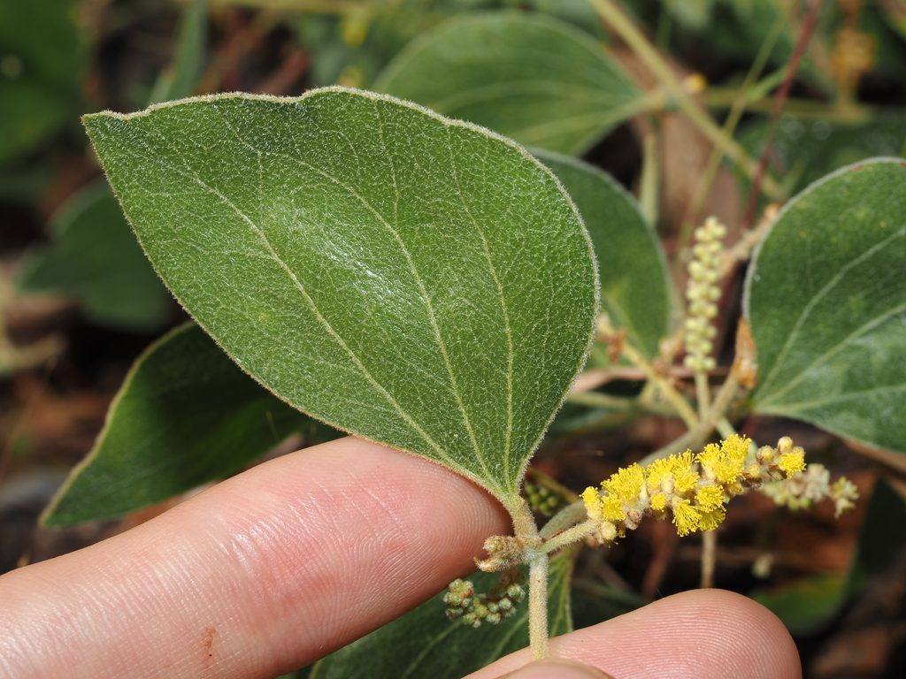 Acacia humifusa (Acacia humifusa)