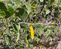 Acacia humifusa (Acacia humifusa)